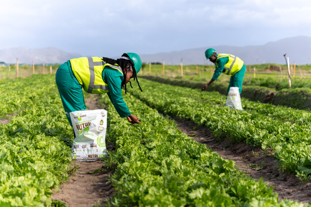nutriverm vermicompost